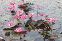 LƯU LUYẾN TƠ LÒNG