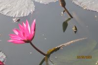 NGỖNG