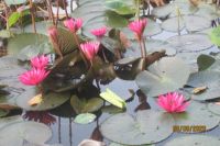 CUỘC CHIẾN KHÔNG TIẾNG SÚNG