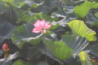 GỬI MỘT NGƯỜI EM Ở SÀI GÒN