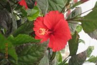 CHÙM THƠ NGUYỄN XUÂN THẮNG