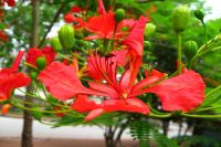 PHƯỢNG ƠI!