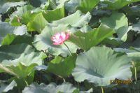 CHÙM THƠ PHẠM NGỌC SÁCH