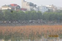 CHÙM THƠ ĐỨC BÌNH