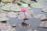 NỖI KHUYA U BUỒN