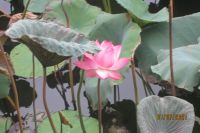 CHÙM HAI CÂU CỦA TRẦN TRUNG