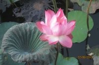 VĨNH BIỆT NHÀ THƠ NGUYỄN VŨ TIỀM!