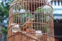CHIẾC LỒNG CHIM