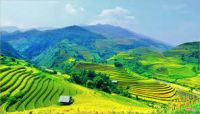 CHÙM THƠ CẦN VŨ