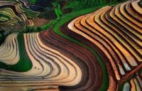 TẢN VĂN CỦA SƯƠNG NGUYỆT MINH