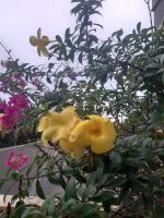 NGUYỄN THỊ THIỆN BÌNH THƠ