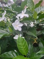 ANH Ở ĐÂU VỚI LỜI BÌNH