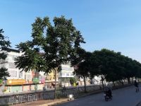 CÚC HỌA MI HÀ NỘI