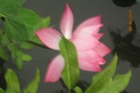 XE ĐẠP! XE ĐẠP ƠI!