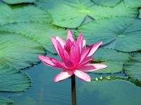 MỢ HỮU củaTRẦN NHUẬN MINH với  LỜI BÌNH