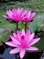 MƠ TRĂNG VỚI LỜI BÌNH