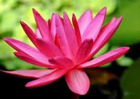 TRUYỆN NGẮN của LƯU BÁ THỊNH