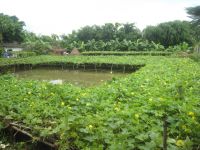 THÁI XUÂN NGUYÊN dịch S.ESENIN