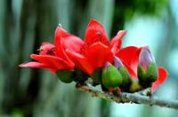 THƠ ĐĂNG XUÂN XUYẾN