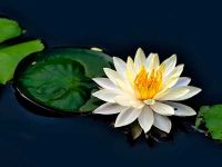 LỜI BÌNH CHO BÀI THƠ "KHÓC CHA"