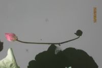 AO HẬU