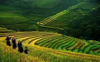 THƠ NGUYỄN TIẾN BÌNH