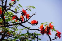 VŨ NHO NÓI VỀ PHÊ BÌNH VĂN HỌC