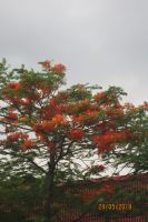 CÂY ĐA BA MỐT