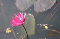 VĨNH BIỆT NHÀ THƠ HOÀNG NHUẬN CẦM!