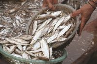 SÔNG ĐÀ - NHỮNG MÙA CÁ ĐI QUA